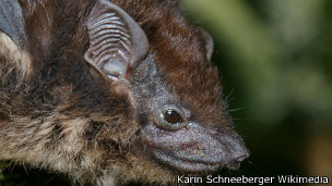 El murciélago de sacos combina secreciones para crear aromas. 