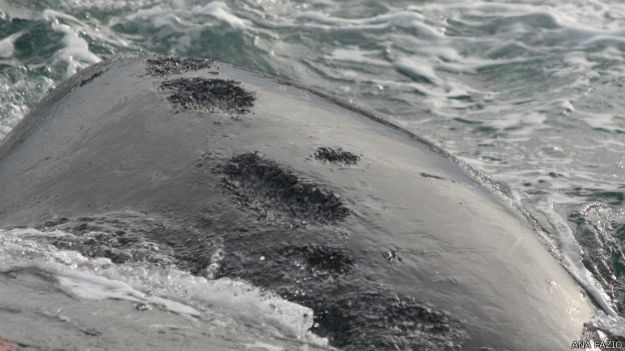 Las heridas son circulares y cuando son muchas se unen y forman una especie de canaleta. 