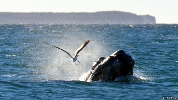 Al no sacar el lomo, las gaviotas no las pueden atacar. Sin embargo, se las ha visto picotearles los cayos de la cabeza, donde anidan crustáceos. Como esta parte del cuerpo es más dura, la ballena no sufre tanto. 