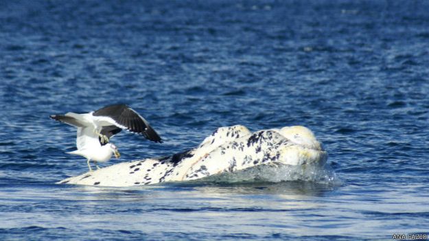 En la actualidad, es casi imposible ver una ballena sin una gaviota que la aceche. 