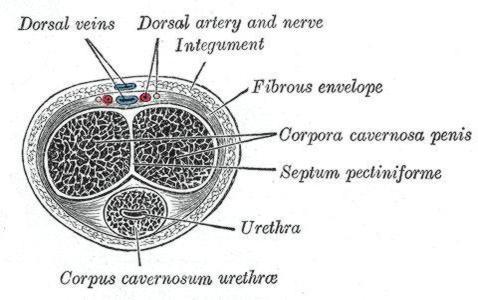 Los dos cuerpos cavernosos permiten que el pene aumente su volumen cuando se incrementa la afluencia de sangre en las arterias helícidas GRAY