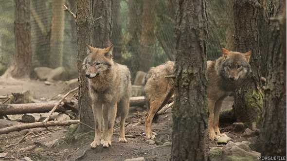 En Castilla y León se perdieron 188 cabezas de ganado mayor y 334 de ganado menor entre 2010 y 2012, a causa del lobo ibérico.