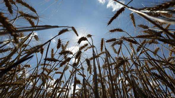 Algunos científicos creen que el inicio de la agricultura podría ser el momento indicado para determinar el fin del Holoceno y el comienzo del Antropoceno. 