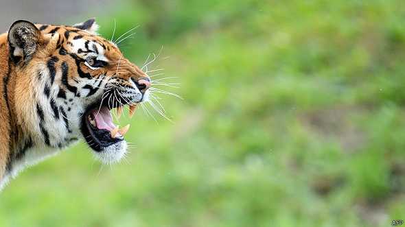 Muchos -científicos y público en general- están convencidos de que debe usarse un nuevo término para reflejar el impacto del hombre en la Tierra, como por ejemplo la pérdida de la biodiversidad. 