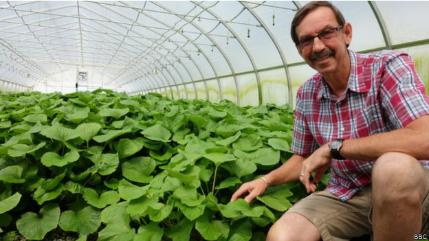 En el invernadero de Blake Anderson en Vancouver, Canadá, cultivan wasabi que se vende a US$160 por kilo al mayor y en US$308 a restaurantes.