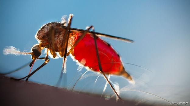 Smallgange intenta con sus estudios hallar un remedio para frenar la propagación de la malaria.