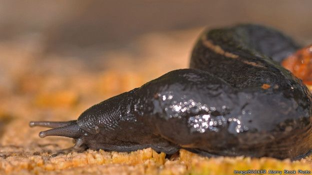 Las babosas negras (limax cinereoniger) pueden alcanzar los 20 metros de largo. Las babosas negras (limax cinereoniger) pueden alcanzar los 20 metros de largo.