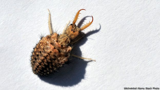 Las hormigas león son uno de los mayores depredadores de insectos. Las hormigas león son uno de los mayores depredadores de insectos.
