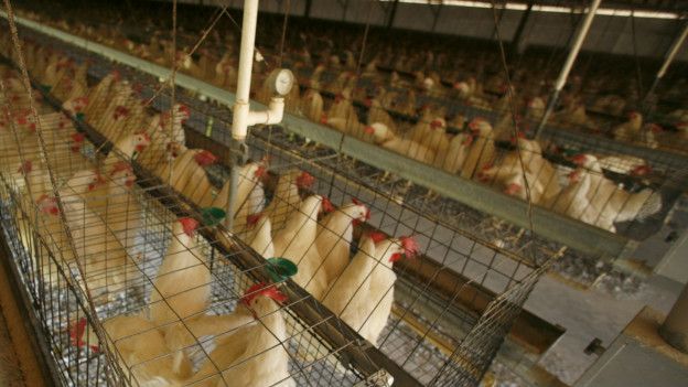Organizaciones protectoras de animales quieren que las cadenas de comida rápida implementen con más rapidez los cambios. Organizaciones protectoras de animales quieren que las cadenas de comida rápida implementen con más rapidez los cambios.