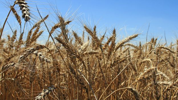 El trigo es uno de esos alimentos muy controversiales.