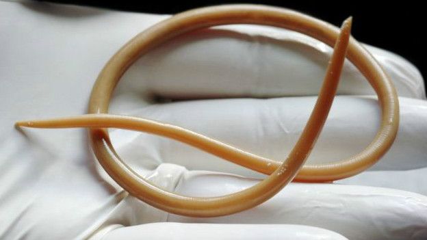 La lombriz gigante aumenta considerablemente los niveles de fertilidad. La lombriz gigante aumenta considerablemente los niveles de fertilidad.