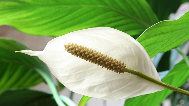 Puede sobrevivir con poca luz y poca agua. Crece en temperaturas superiores a los 18ºC. Se recomienda mantenerla lejos de las corrientes de aire. Son plantas longevas. Su flor, en realidad, es una hoja que envuelve a las semillas. Absorbe los cinco contaminantes presentes en el aire analizados por el informe de la NASA. Palmera de bambú o palmera china (Raphis excelsa)