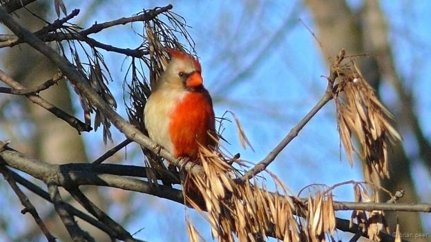 Este cardenal norteño ginandromorfo no tenía pareja ni tampoco intentaba cantar.