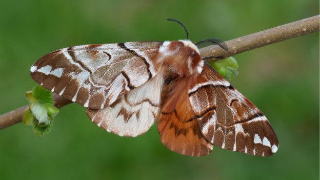 Una mariposa Endromis versicolora ginandromórfica: hembra a la izquierda y macho a la derecha.