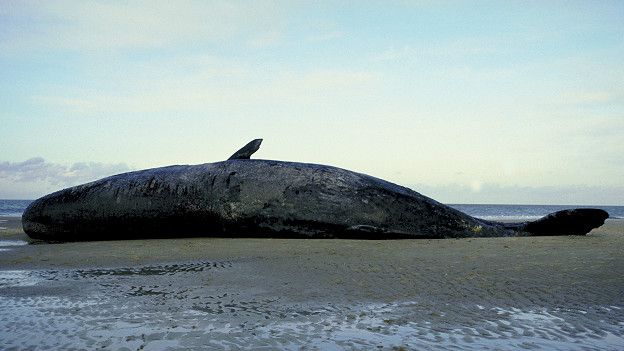 Es posible que los animales que producen esta sustancia mueran en el proceso.