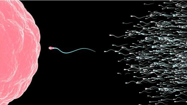 Los hombres sí pueden ser padres de un número enorme de hijos. Los hombres sí pueden ser padres de un número enorme de hijos.