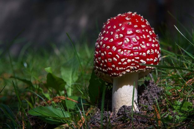 El hongo matamoscas (Anaminta muscaria) es el típico que uno imagina cuando piensa en el reino de los hongos. Pero la realidad es más compleja.