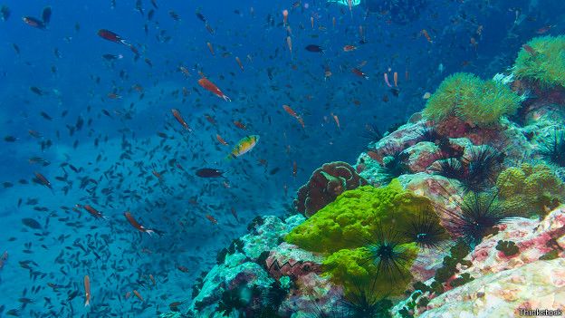 Los peces y otros organismos marinos terminan ingiriendo estas micropartículas. Los peces y otros organismos marinos terminan ingiriendo estas micropartículas.