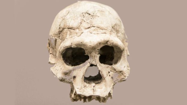 El Homo erectus tenía un cerebro más grande que sus antecesores.