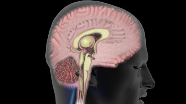 Partes muy antiguas del cerebro se activan cuando nos enamoramos.