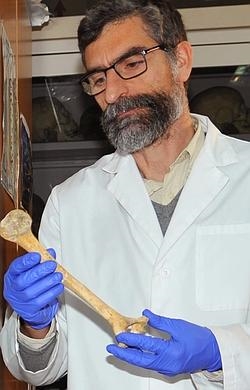 Antonio Rosas sostiene un fémur de neandertal- CSIC