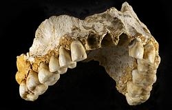 Mandíbula de neandertal procedente de la cueva de El Sidrón- Joan Costa /CSIC