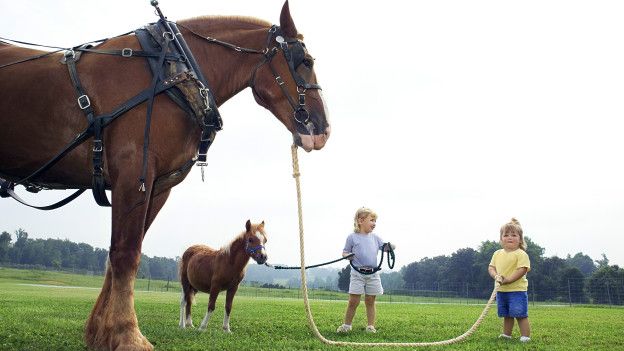 Este es un ejemplo de perspectiva forzada. El caballo delantero parece mucho más grande de su tamaño original. Este es un ejemplo de perspectiva forzada. El caballo delantero parece mucho más grande de su tamaño original.