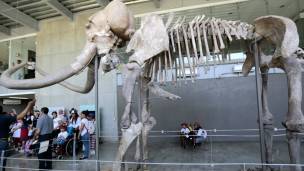 El mamut, por sus dimensiones, era un animal más parecido al unicornio siberiano que el caballo.