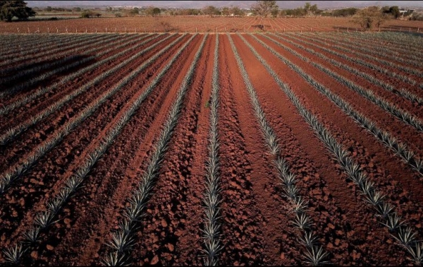 La producción de tequila creció 14% en 2018, al alcanzar un volumen de 309 millones de litros.