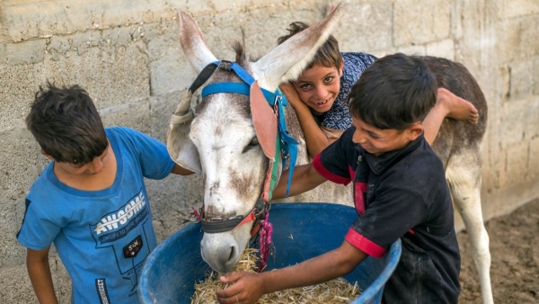 Alemania recibe burros maltratados de Gaza, pero rechaza a los niños
