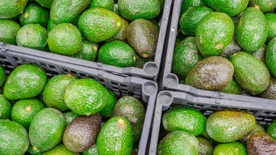 Aguacates mexicanos de huertas ilegales no pasarán a EE.UU.