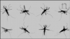 Los mosquitos mueven sus alas en un arco de alrededor de 40 grados a una velocidad de casi 800 aleteos por segundo