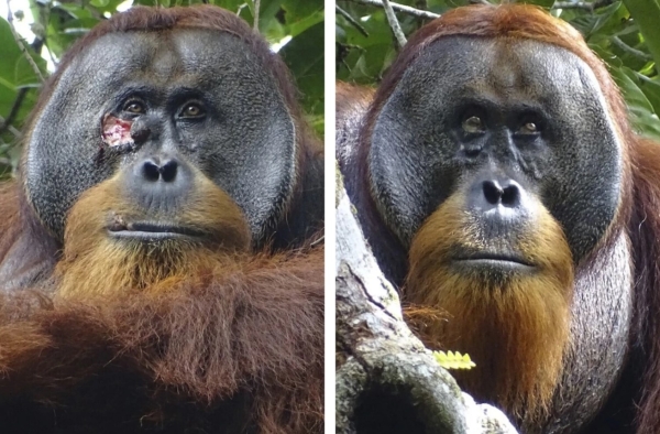 Un orangután salvaje usó una planta medicinal para tratar una herida, dicen los científicos