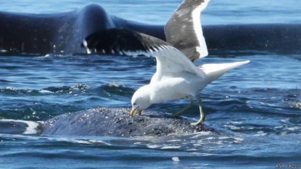 Las gaviotas le clavan su pico a la ballena franca y le arrancan pedazos de grasa y el piel. 