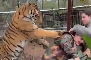 De acuerdo con una publicación en redes sociales, un tigre en cautiverio atacó a una mujer en la localidad de Mazamitla, Jalisco.