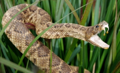 Una serpiente de cascabel muerde a un hombre después de hacerse un 'selfie' con ella