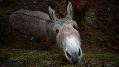 Decenas de burros son torturados y sacrificados en China para producir una medicina &#039;milagrosa&#039;