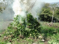 Fiscalía General destruye varios sembradíos de mariguana