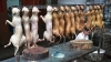 China sacrifica a miles de perros para el &quot;festival del horror&quot;
