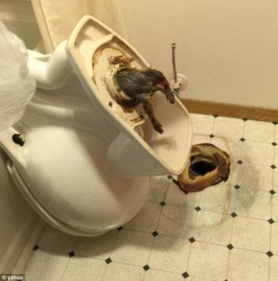 Repugnante foto tomada en un baño de hotel se transforma en éxito en las redes