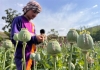 Irán está dispuesto a ayudar a Afganistán con alternativas al cultivo de amapola