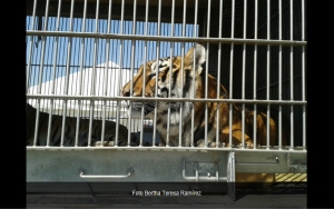 Circos en quiebra confinan a sus animales en predio de Hidalgo