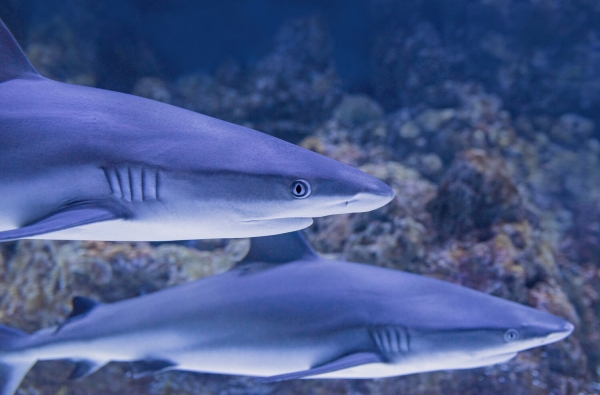 Estiman cuántos tiburones habría que matar para vacunar contra el coronavirus a la población mundial