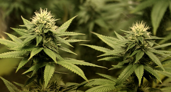 Por ejemplo, al sobrepasar el límite permitido sin portar una autorización, la persona sería castigada con una sanción económica de entre 260 hasta 130.000 dólares, o hasta seis años de prisión, según la cantidad de cannabis confiscada. El máximo de marihuana que será autorizado como &quot;posesión personal&quot;, será de 28 y 200 gramos. La adquisición del enervante podrá hacerse únicamente en establecimientos autorizados por una nueva corporación federal que será creada, el Instituto Mexicano para la Regulación y Control del Cannabis.