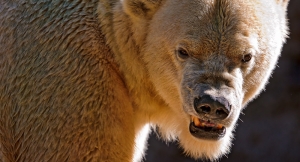 Un oso destripador aterroriza Japón