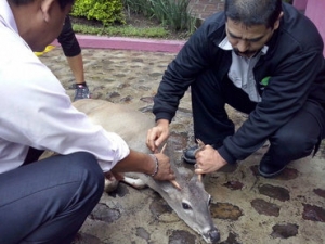 Los bomberos brindaron las primeras atenciones al animal, que luego fue revisado por un veterinario particular