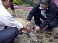 Los bomberos brindaron las primeras atenciones al animal, que luego fue revisado por un veterinario particular