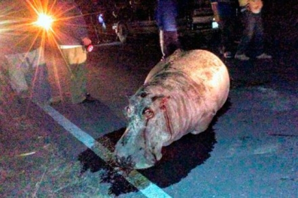 El hipopótamo atropellado en Puebla.