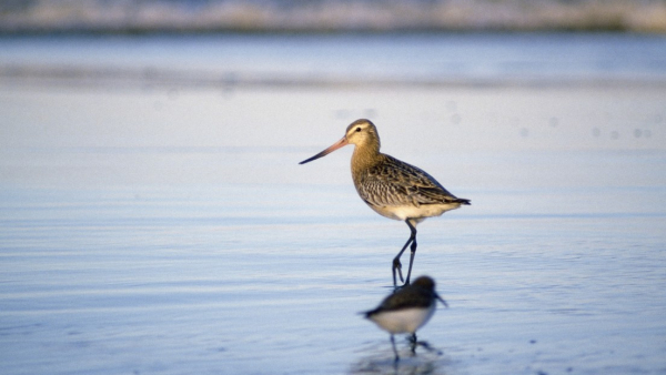 Una aguja colipinta (&#039;Limosa lapponica&#039;).