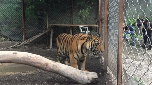 Decomisan un tigre de Bengala, armas y drogas de un domicilio propiedad del cártel de La Familia Michoacana